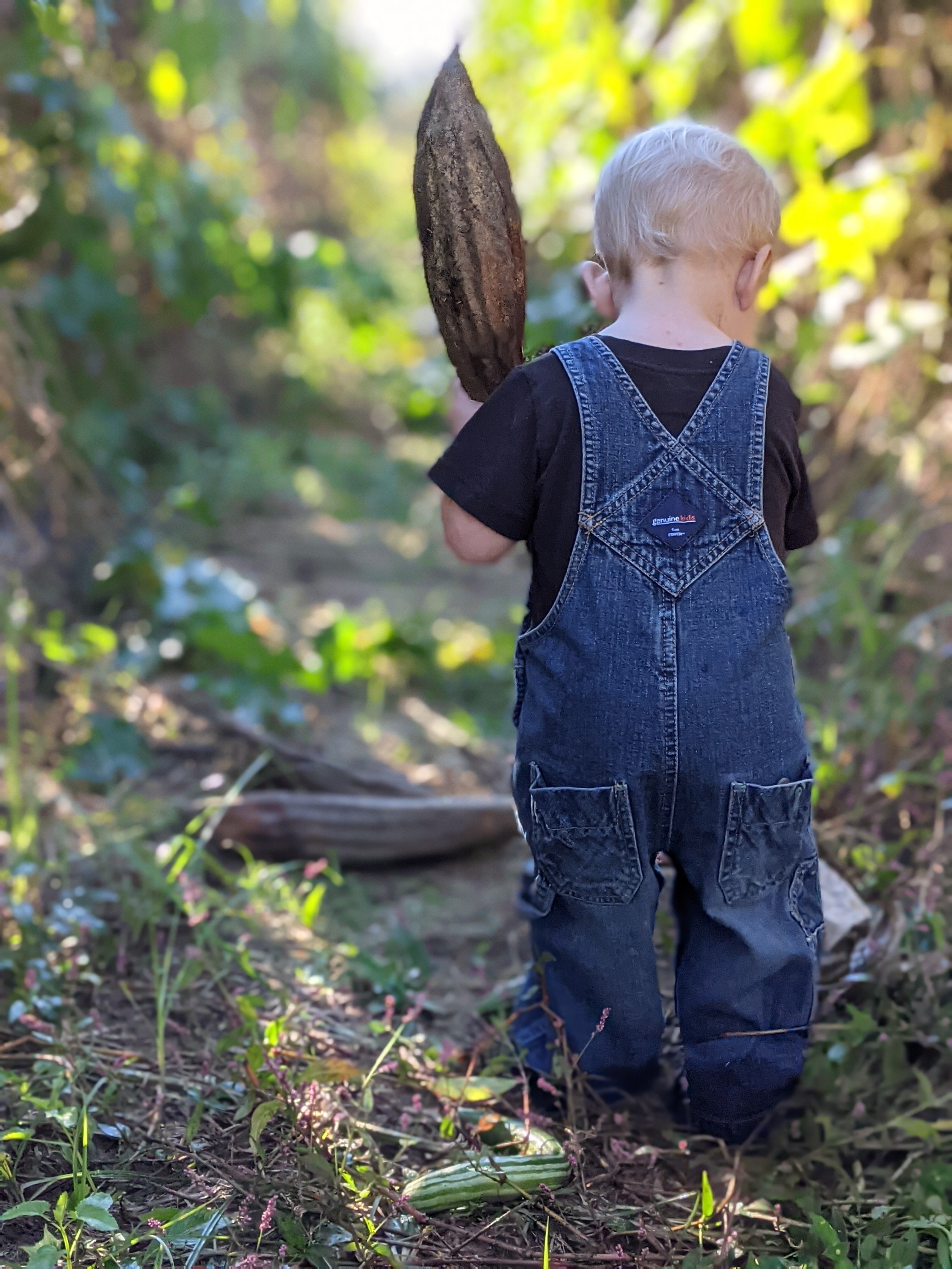 Luffa: The Common Joy story
