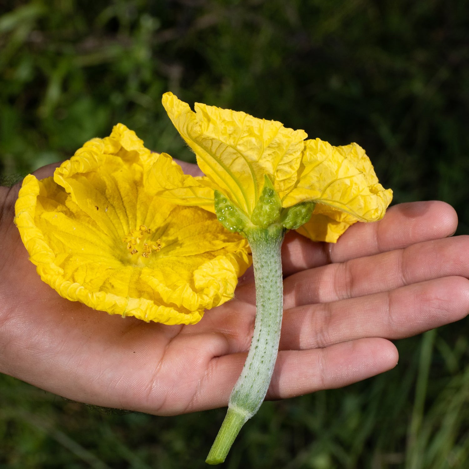 Gourd Luffa Flower