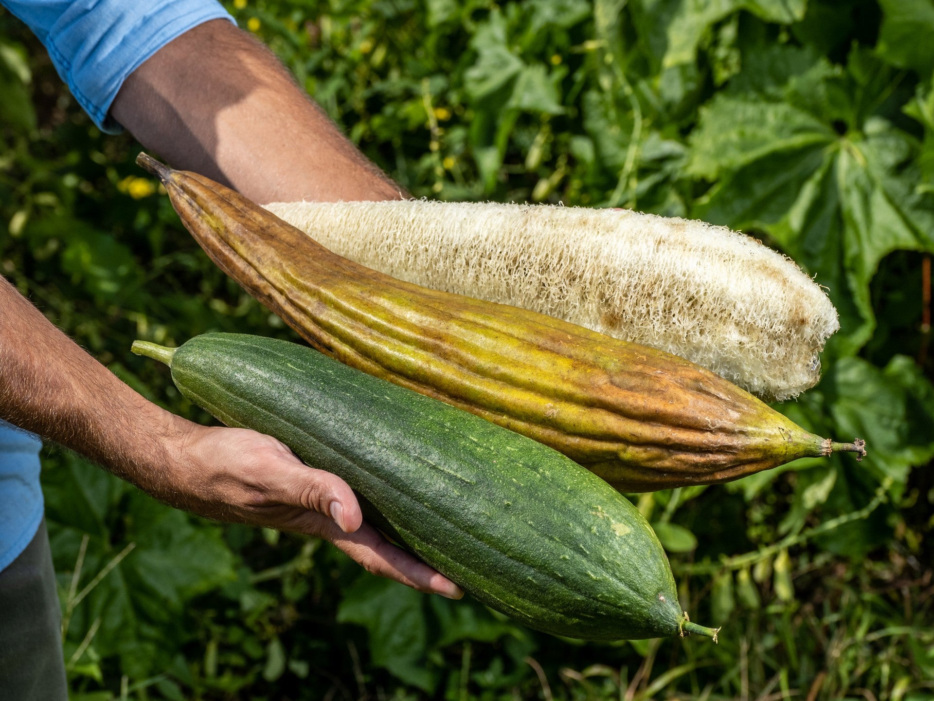 Luffa Sponge